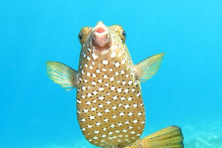 Plongée Padi à Marsa Alam