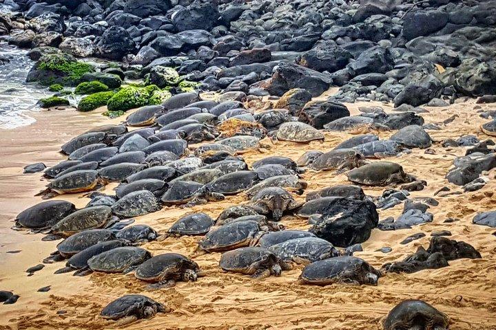 オアフ島からマウイ島への日帰り旅行：オアフ島からハナへの日帰り旅行、航空券付き