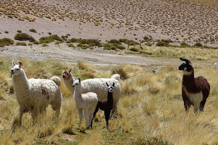 Programa Privado 4 Dias / San Pedro De Atacama
