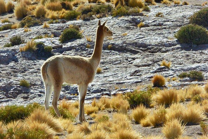 Programa Privado 4 Dias / San Pedro De Atacama