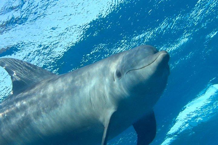 Erleben Sie das Dolphin House mit Frühstück