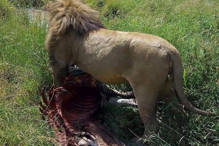 9 dages Budget Lodge Safari Tour