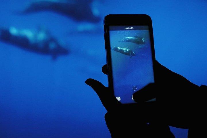 イルカとホエールウォッチングミニクルーズ（水中鑑賞付）