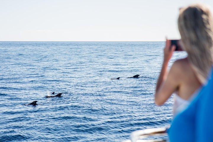 イルカとホエールウォッチングミニクルーズ（水中鑑賞付）