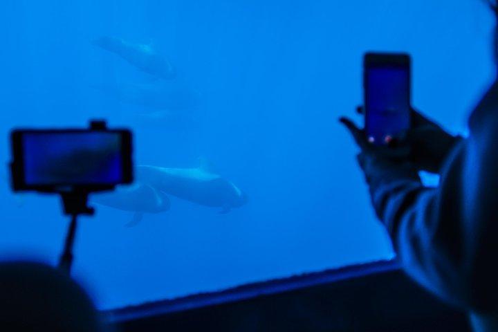 イルカとホエールウォッチングミニクルーズ（水中鑑賞付）