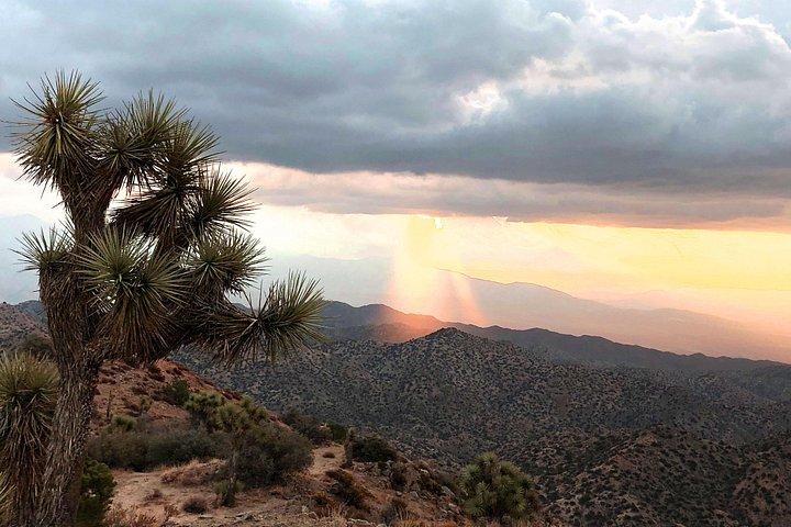 Joshua-Tree-Nationalpark-Rundfahrt