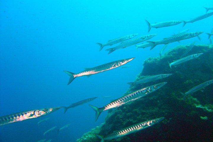 Kvalificerad dykare 1 Tankdyk i Mykonos