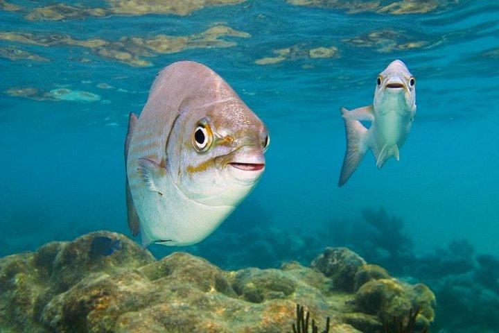 トゥルム遺跡、カメと泳ぐ、リビエラマヤのセノーテ