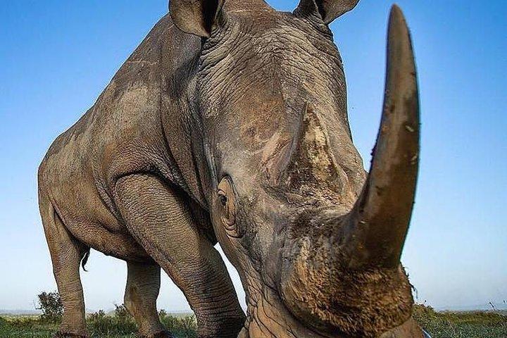 4 Días Únete al Grupo Tarangire Serengeti y Ngorongoro