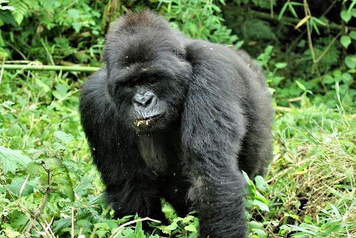 Uganda 4 Tage Gorilla Trekking