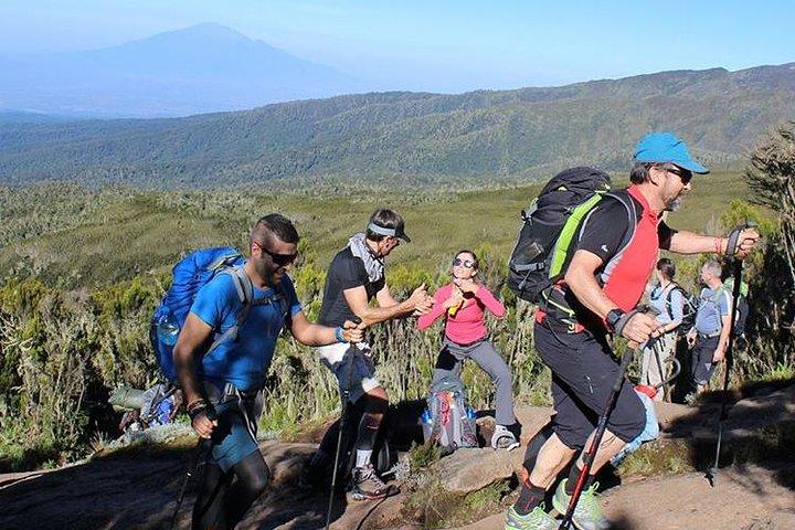 Subida privada de 8 días al Kilimanjaro a través de la ruta Lemosho desde Arusha