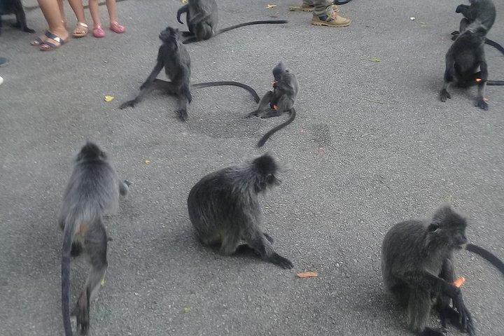 Visite de Monkey Hill, Eagle &Firefly + visite gratuite des grottes de Batu.