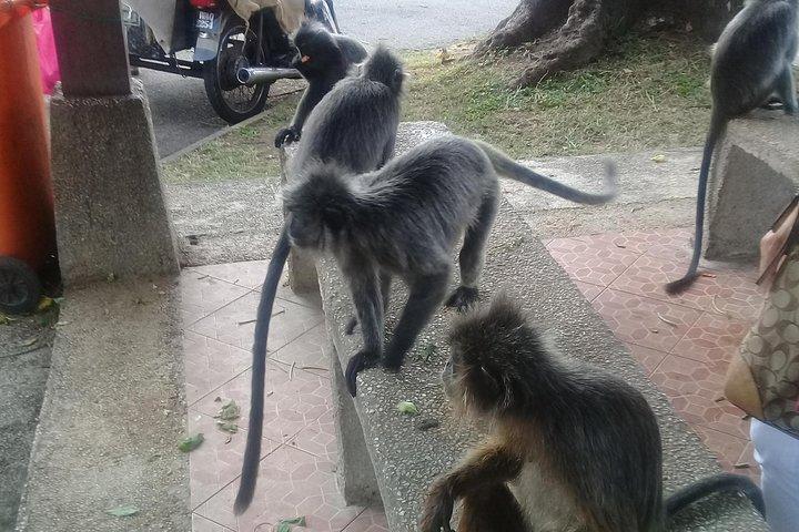 Visite de Monkey Hill, Eagle &Firefly + visite gratuite des grottes de Batu.