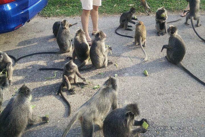 Visite de Monkey Hill, Eagle &Firefly + visite gratuite des grottes de Batu.