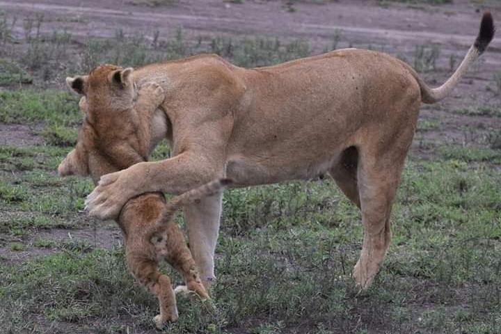 4 - Alojamiento Privado de Día Safari Tarangire, Serengeti y Ngorongoro