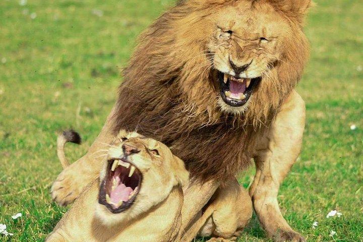 Full dag til Arusha National Park