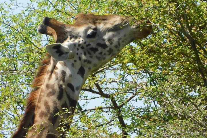 11 tage fastisnation afrika