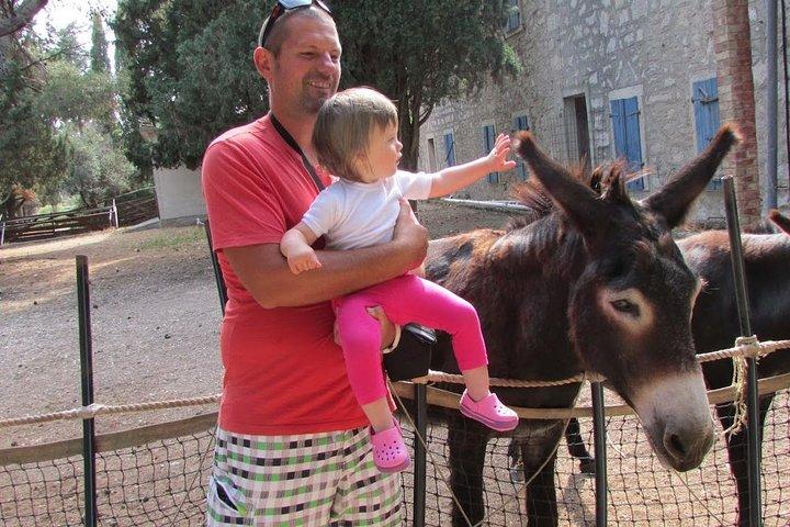 プーラからのブリユニ国立公園ボート エクスカーション。島への訪問で