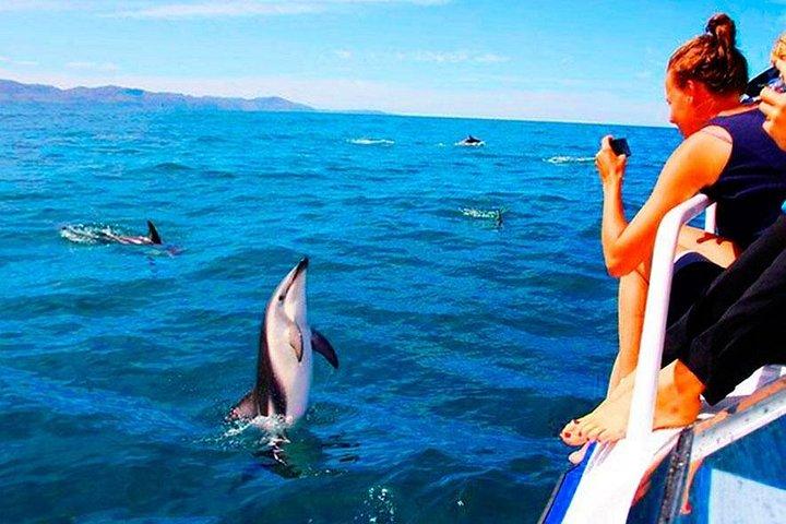 Premium Dolphins Observer dans le parc national Brijuni de Pula