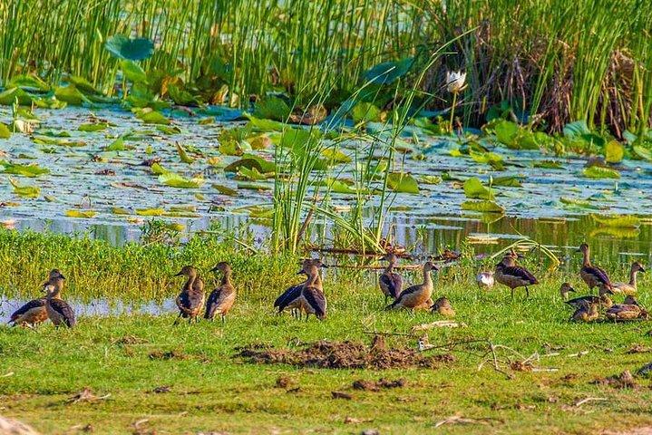 Safari de dia inteiro no Parque Nacional de Bundala com almoço de piquenique