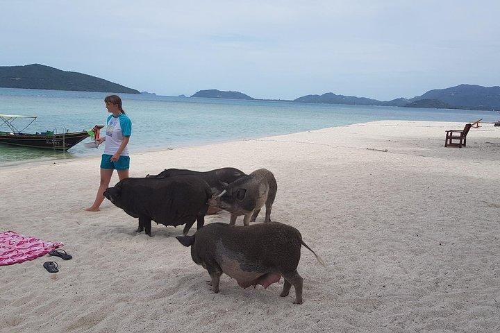 Demi-journée sur l'île aux cochons et plongée en apnée