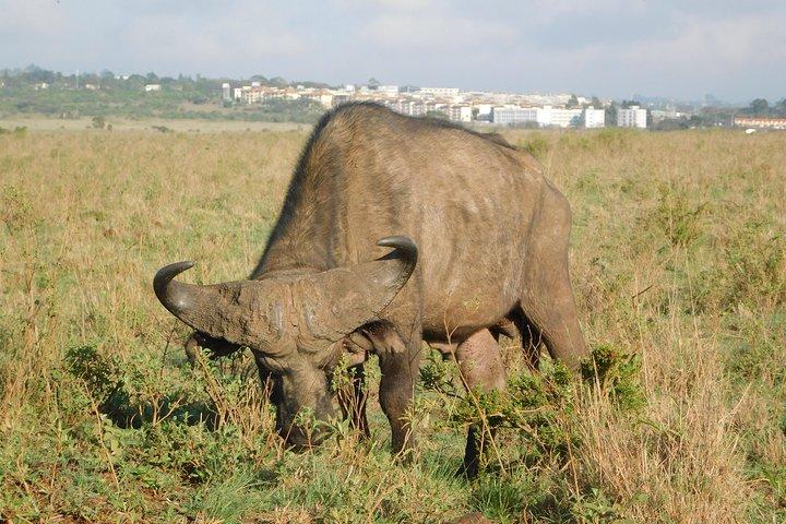 11 tage fastisnation afrika