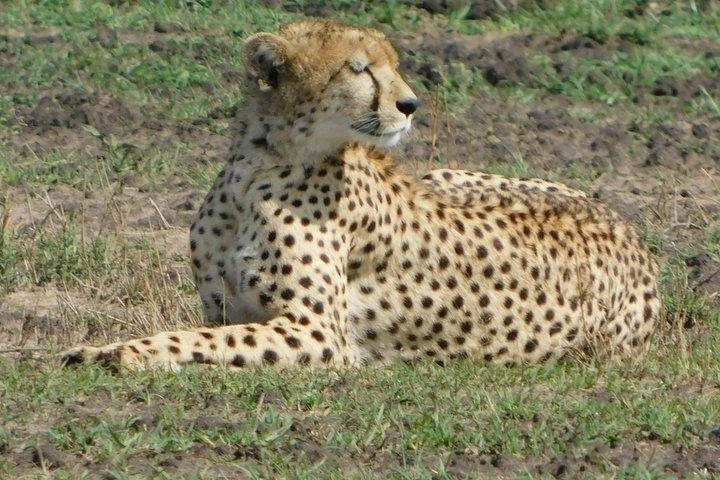 11 tage fastisnation afrika