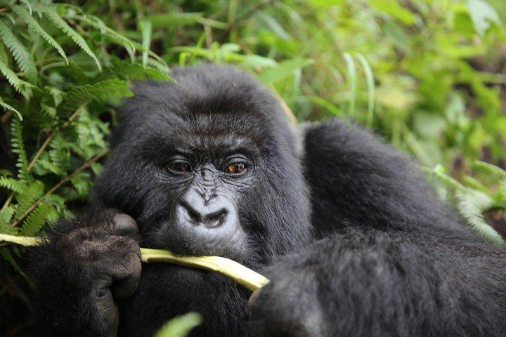 Oplev skønheden i Rwanda om 12 dage