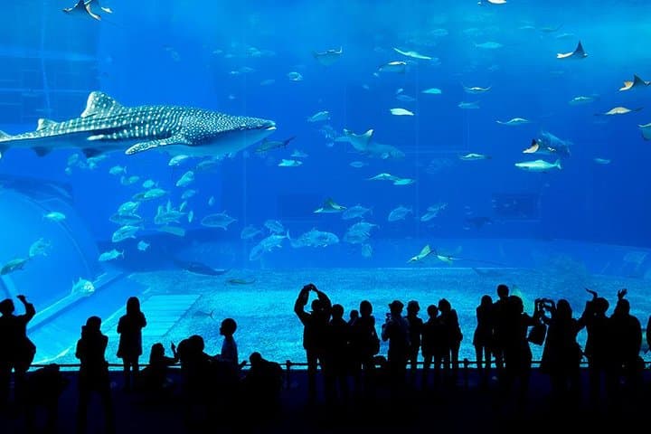 Dubai Mall Aquarium & Underwater Zoo with Penguin Cove Tickets