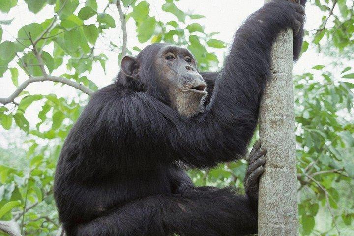 Uganda 4 Tage Gorilla Trekking