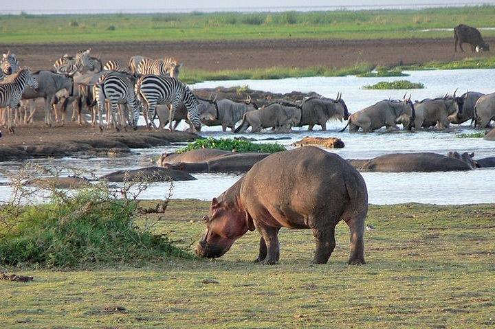 6 daagse safari naar Lake Manyara, Tarangire, Serengeti en Ngorongoro krater