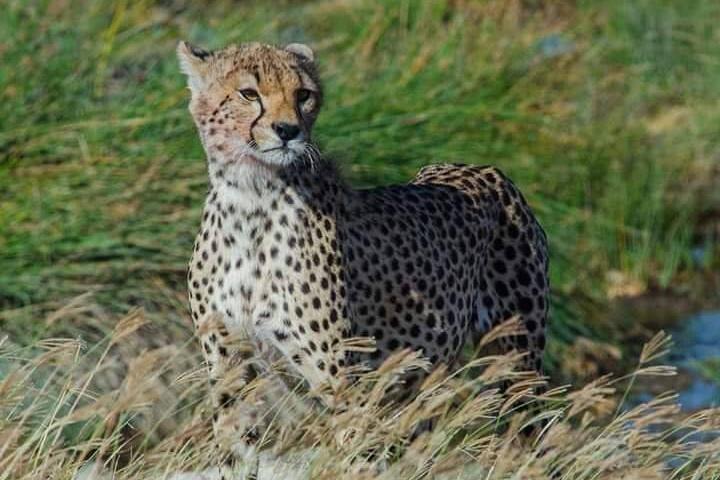 5 dage Safari til Lake Manyara, Serengeti og Ngorongoro krateret