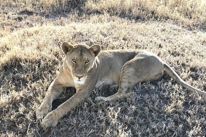 5 dage Safari til Lake Manyara, Serengeti og Ngorongoro krateret