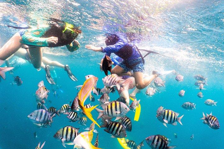 Half-Day Snorkel Sail Tour with Caribbean Lunch