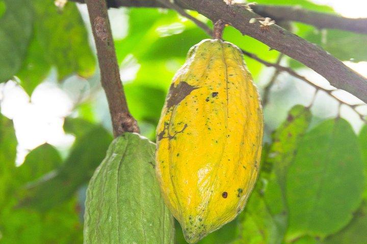 Escape de la ciudad de Accra a los jardines Aburi y Tetteh Quarshie Cocoa Farms