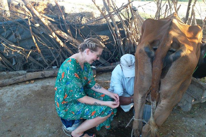 Stedelijke boerderijtrip Amritsar