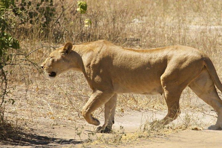 Chobe Full Day Trip