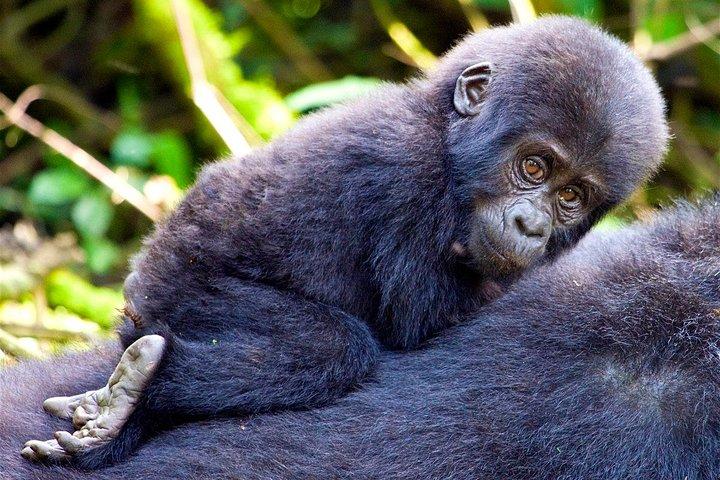 Meilleure expérience classique des gorilles et expédition dans le nord de la Tanzanie