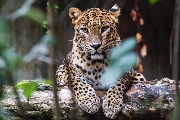 Hambantota港からのピクニックランチ付きの終日Yala Safari