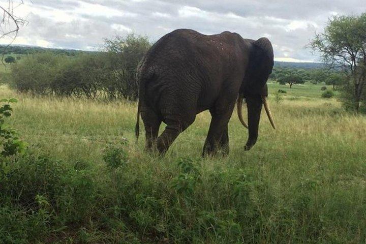 6 días de lujo Lodge Safari a Lake Manyara, Serengeti, Ngorongoro y Tarangire