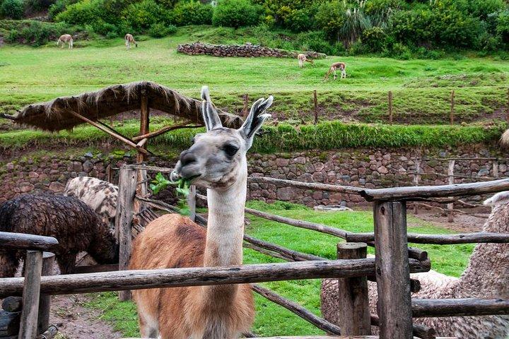 ペルーのVIPと聖なる谷：ピサック、オリャンタイタンボ、チンチェロ