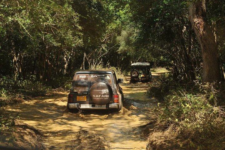 Safari pomeridiano nel Wilpattu National Park