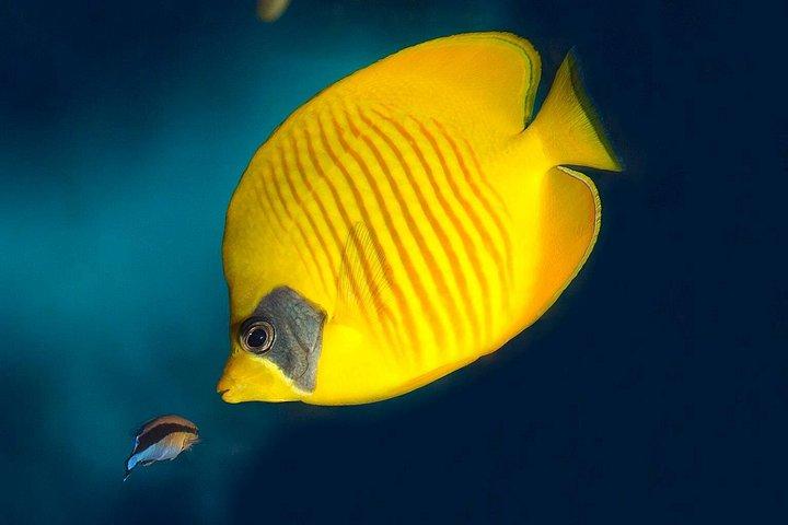 Barcelona Aquarium Spring køen over billet