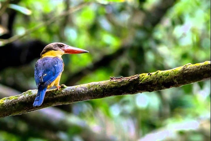 Fraser’s Hill Bird Watching & Nature Tour from Kuala Lumpur