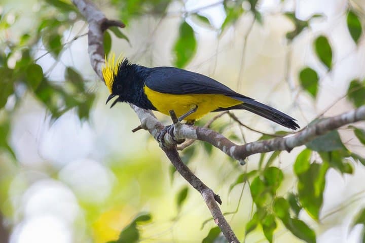 Fraser’s Hill Bird Watching & Nature Tour from Kuala Lumpur