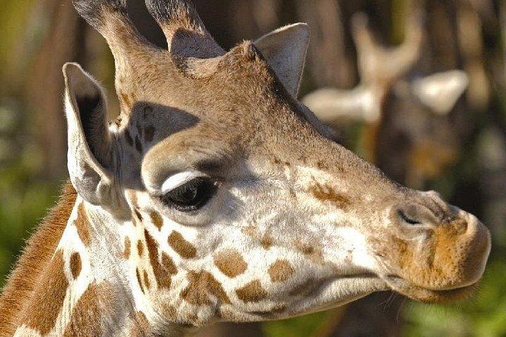 バルセロナ動物園入園チケット
