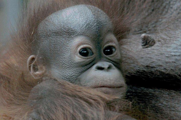 バルセロナ動物園入園チケット
