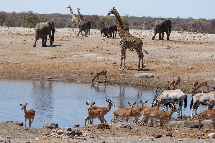 Ervaar Etosha, Brandberg en Twyfelfontein met een Taste of the Coast van Namibië