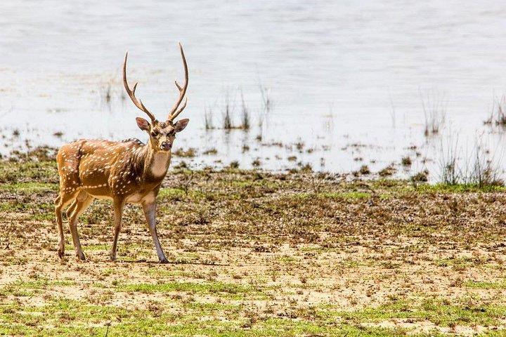 アヌラーダプラ: 終日ウィルパットゥ国立公園プライベートサファリ