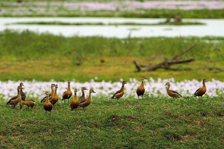 アヌラーダプラ: 終日ウィルパットゥ国立公園プライベートサファリ
